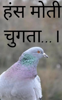 हंस मोती चुगता...।