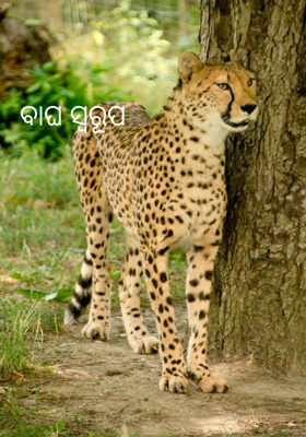 ବାଘ ସ୍ବରୂପ