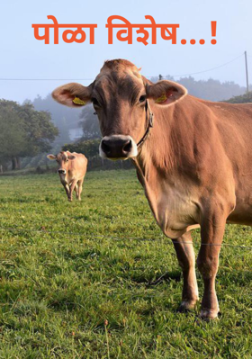 पोळा विशेष...!