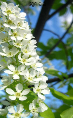 ପ୍ରେମ ପାଇଁ