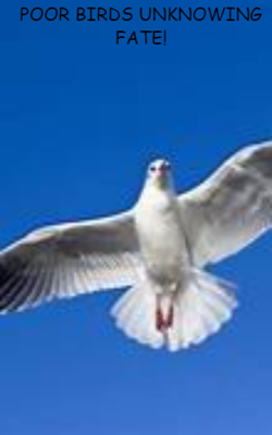 Poor Birds Unknowing Fate!
