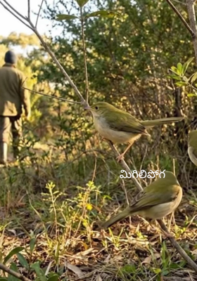 మిగిలిపోగ