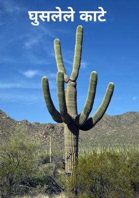 घुसलेले काटे