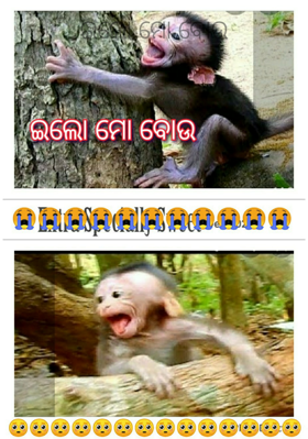 ଇଲୋ ମୋ ବୋଉ