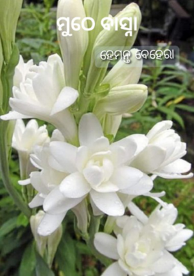 ମୁଠେ ବାସ୍ନା