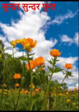 सुन्दर सुन्दर फूल
