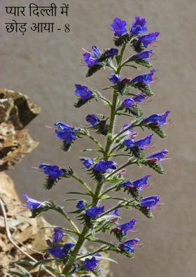 प्यार दिल्ली में छोड़ आया - 8