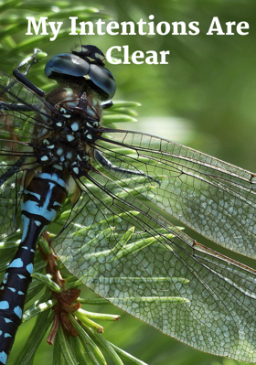 My Intentions Are Clear