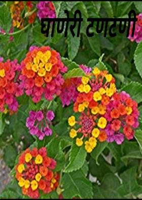 घाणेरी टणटणी