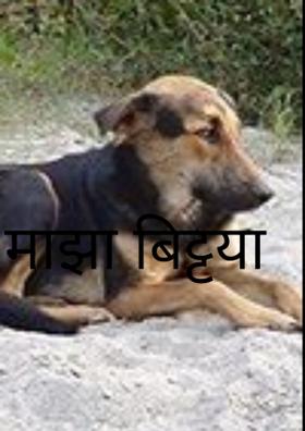 माझा बिट्टया