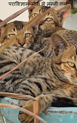 पराविज्ञान-मीरा से मुन्नी तक