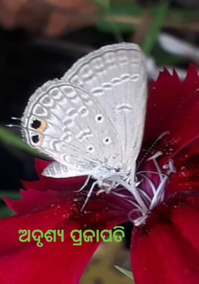 ଅଦୃଶ୍ୟ ପ୍ରଜାପତି