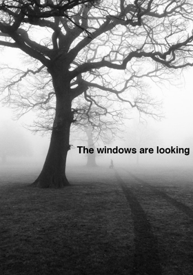 The windows are looking