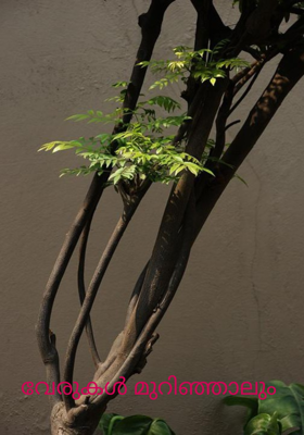 വേരുകള്‍ മുറിഞ്ഞാലും
