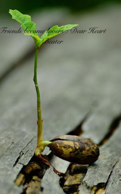 Friends become lovers : Dear Heart Beater