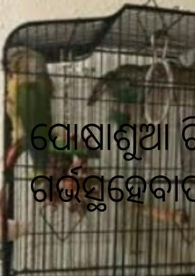 ପୋଷାଶୁଆ ଟି ସାପର ଗର୍ଭସ୍ଥହେବାପରେ