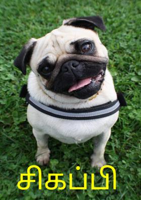 சிகப்பி