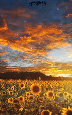 প্রতিলিপি