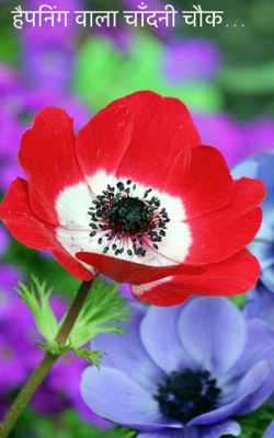  हैपनिंग वाला चाँदनी चौक…