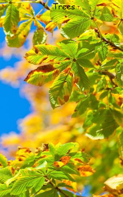 Trees