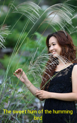 The Sweet Hum Of The Humming Bird