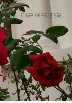 ଡାଳେ ଡାଳେ ଝୁଲେ