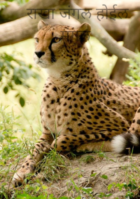 राखा जंगल होईल मंगल