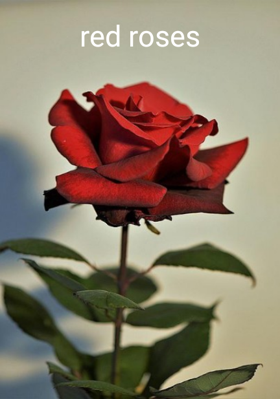 Red roses