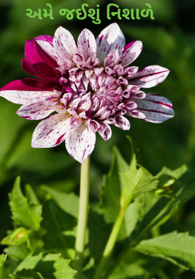 અમે જઈશું નિશાળે