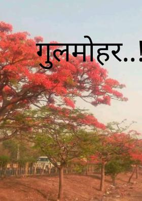गुलमोहर..!