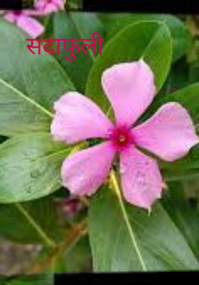 सदाफुली