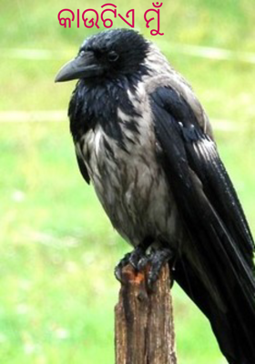 କାଉଟିଏ ମୁଁ 