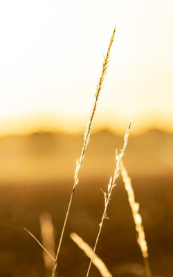 चाँद की प्रेरणा 