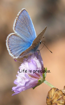 Life Is Precious