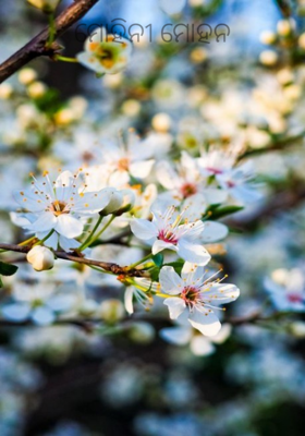 ମୋହିନୀ ମୋହନ