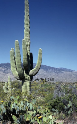 திருக்குறள்