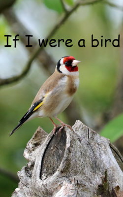 If I were a bird