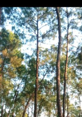 बहुरूपिया  भाग-1