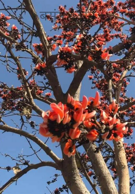 बसंत के रंग