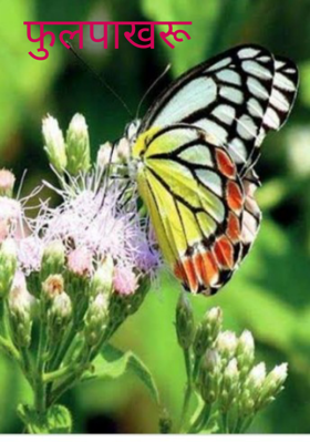 फुलपाखरू