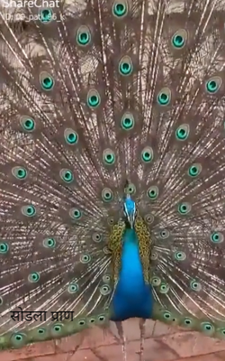 सोडला प्राण