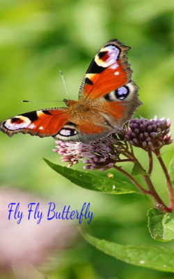 Fly Fly Butterfly