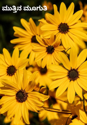 ಮುತ್ತಿನ ಮೂಗುತಿ