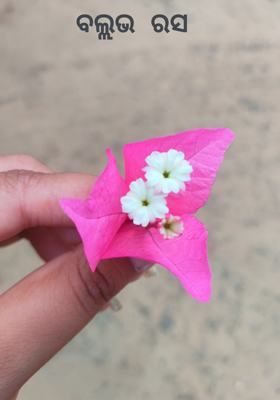 ବଲ୍ଲଭ ରସ 