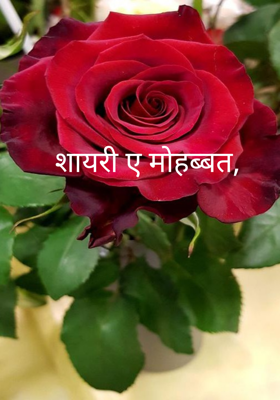शायरी ए मोहब्बत,