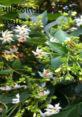 પારિજાતના પુષ્પો