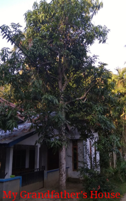 My Grandfather's House