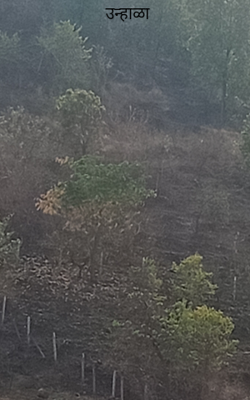 उन्हाळा