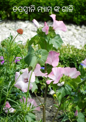 ତପସ୍ଵୀନି ମ୍ୟାମଙ୍କ ଗାଳି