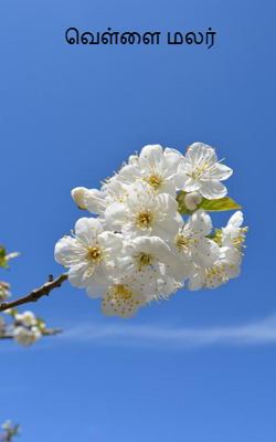 வெள்ளை மலர்